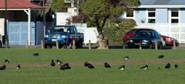 Image of South Island Oystercatcher