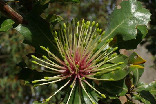 Image of holly-leaved banksia