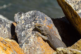 Liolaemus petrophilus Donoso-barros & Cei 1971 resmi