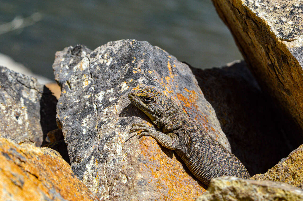 Image of Liolaemus petrophilus Donoso-barros & Cei 1971