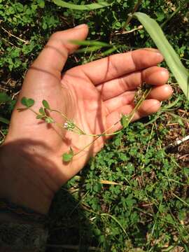 Image of nodding clover