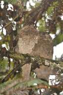 Image of Ceylon Frogmouth