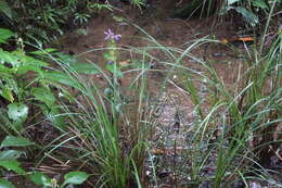 صورة Brillantaisia madagascariensis T. Anders. ex Lindau