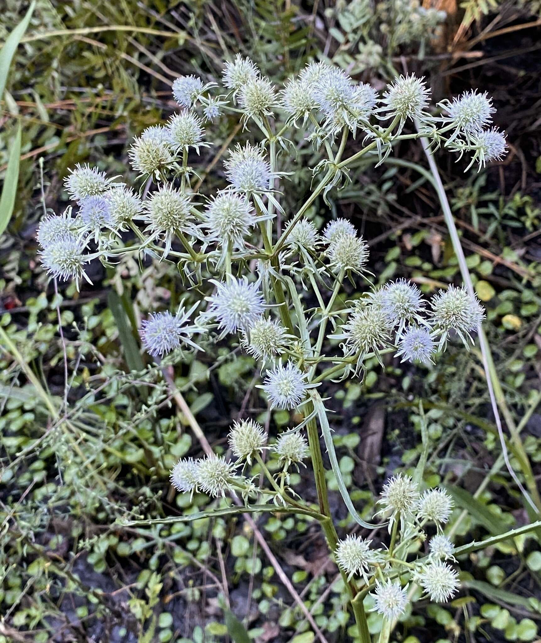 Image de Eryngium aquaticum L.