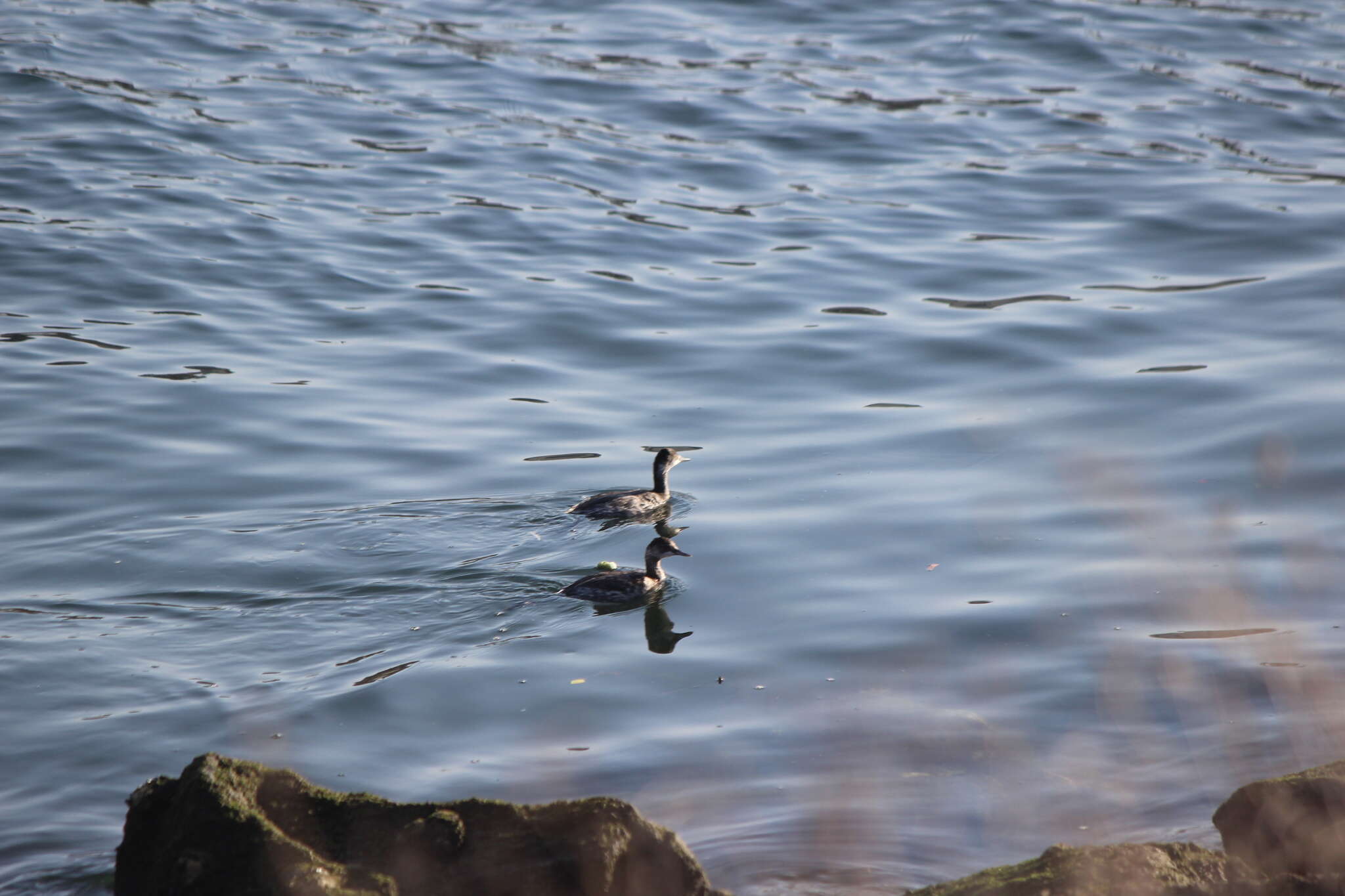 Imagem de Podiceps nigricollis californicus Heermann 1854