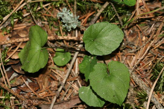 Image of Selkirk's violet