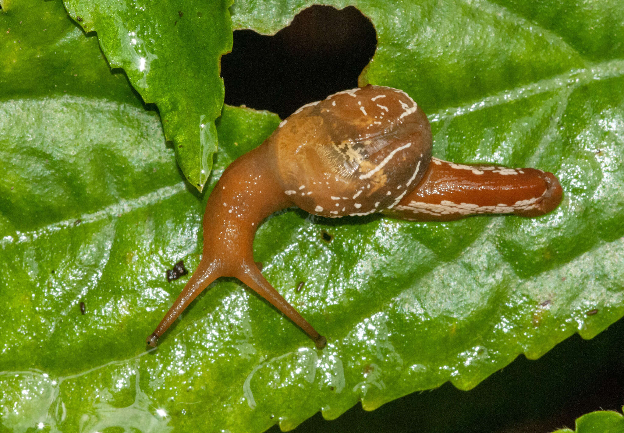 Image of Cucullarion albimaculosus Stanisic 2010