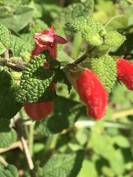 Sivun Salvia disjuncta Fernald kuva