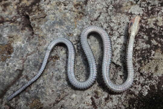 Hebius boulengeri (Gressitt 1937) resmi