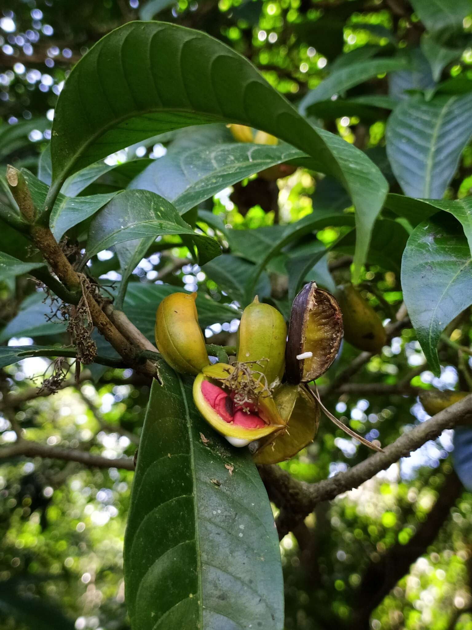 Sivun Tabernaemontana alternifolia L. kuva