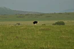 Image of Masai ostrich