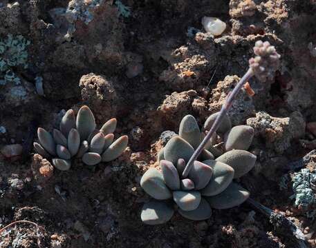 Image of Crassula namaquensis Schönl. & Baker fil.