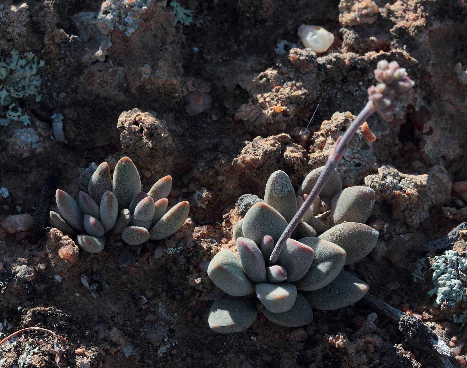 Crassula namaquensis subsp. namaquensis resmi