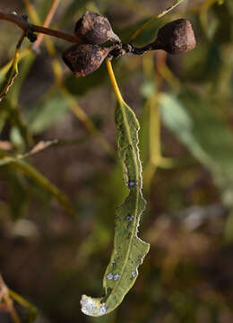 Image of Corymbia aparrerinja K. D. Hill & L. A. S. Johnson