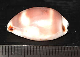 Image of Cowrie