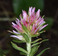 Image of redpod stonecrop