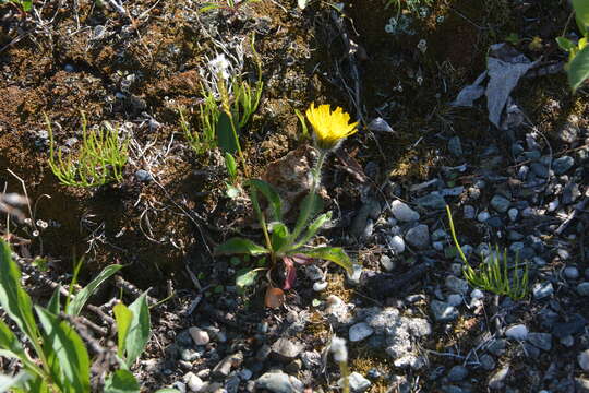 Image of alpine hawkweed