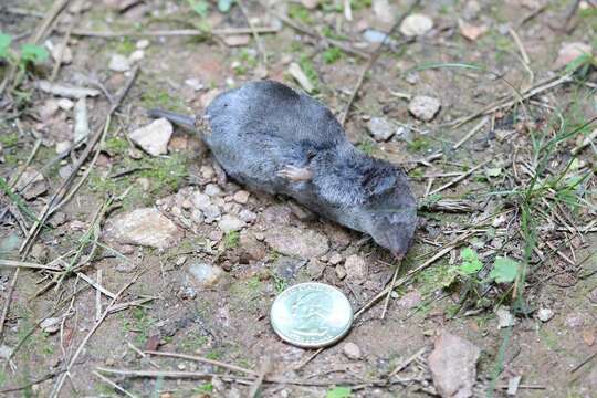 Image of American short-tailed shrew