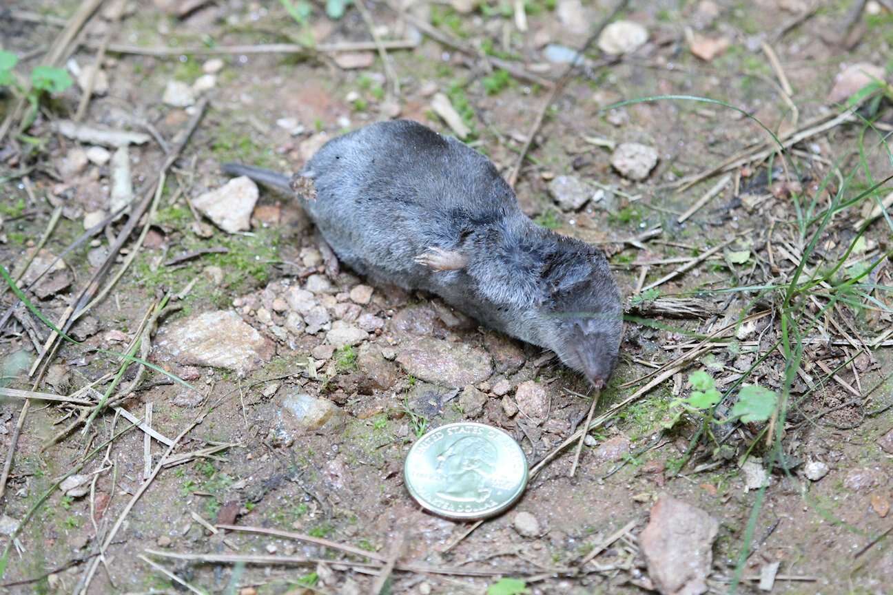 Image of American short-tailed shrew