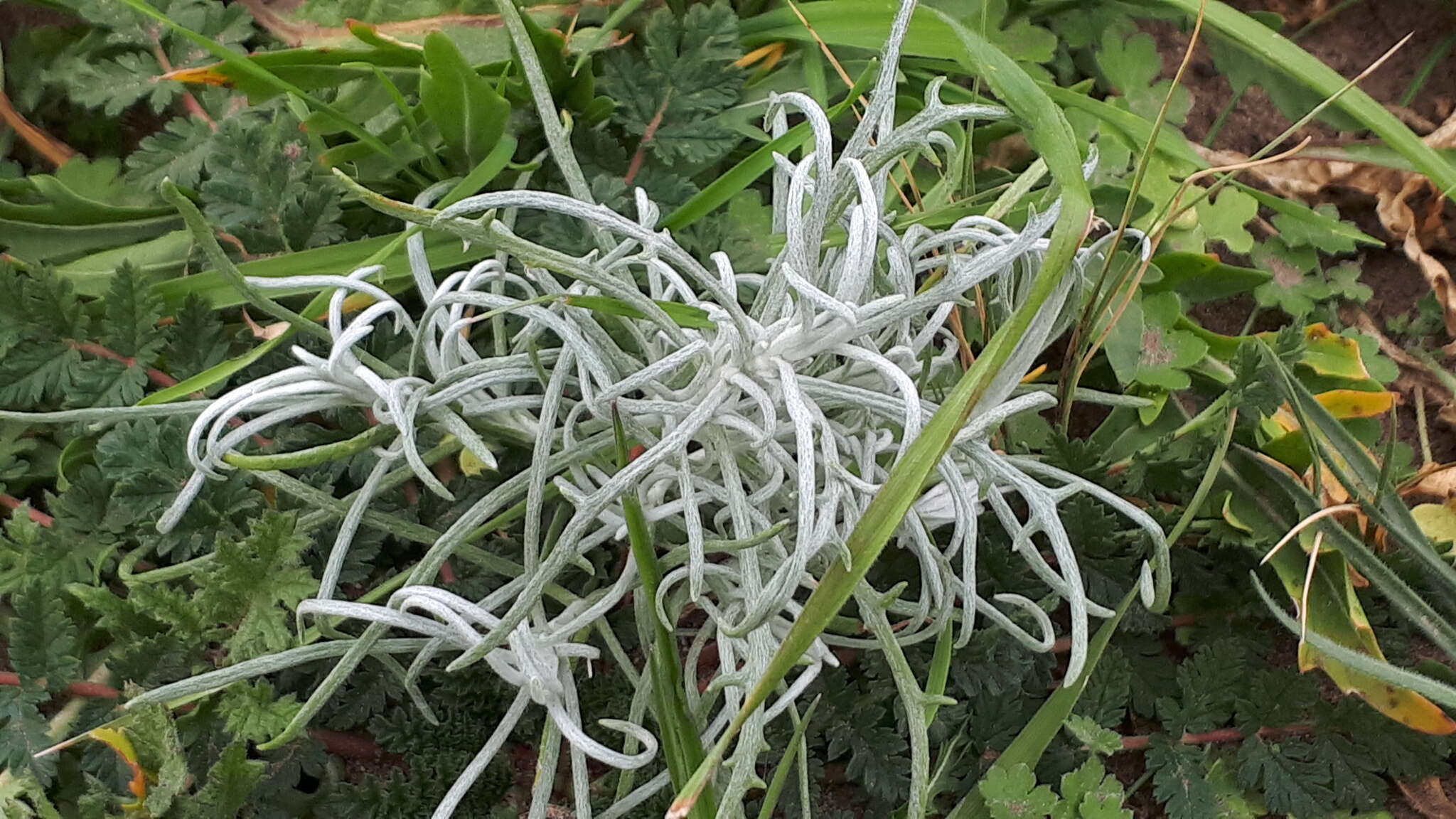 Image of <i>Senecio <i>filaginoides</i></i> var. filaginoides