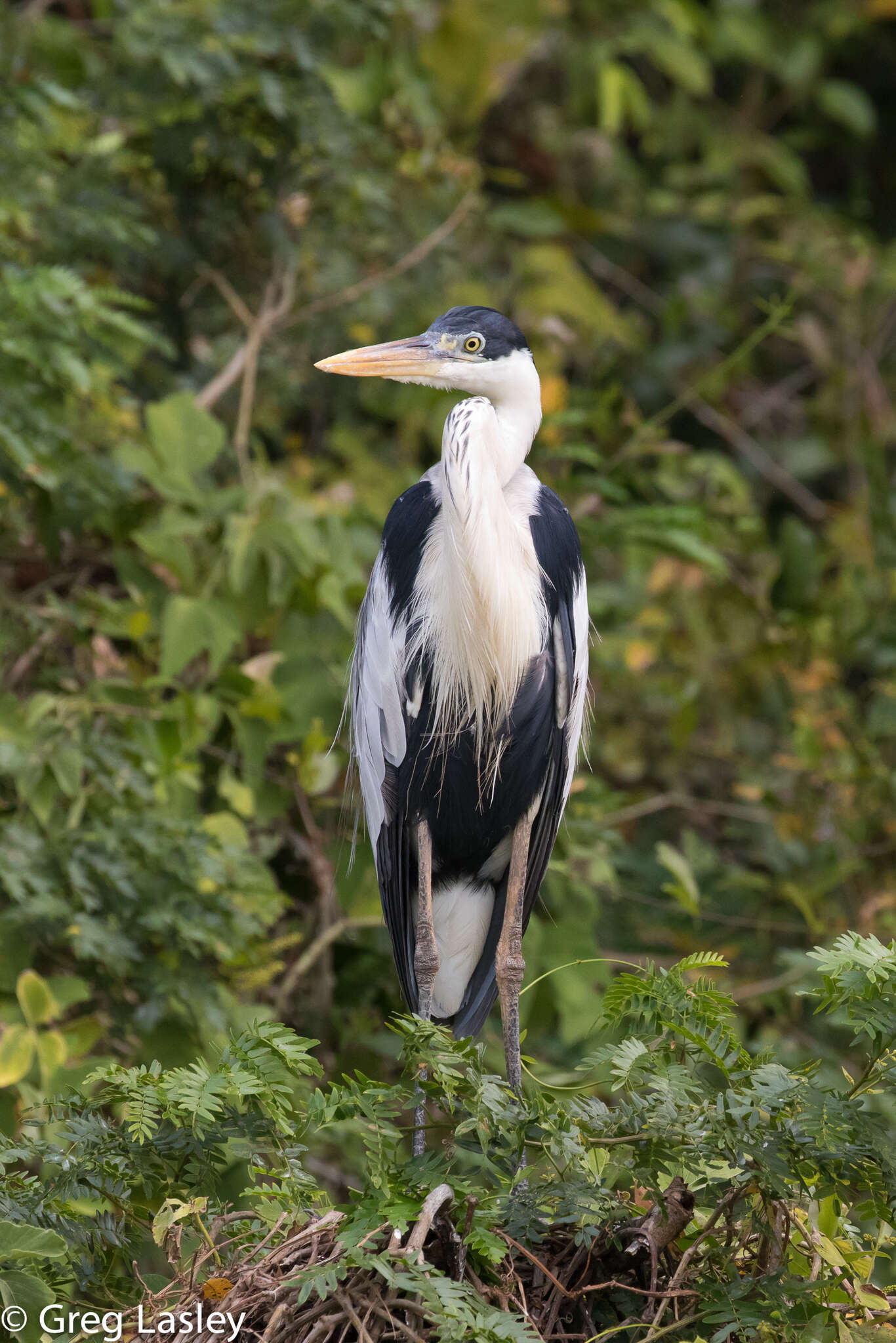 Image of Cocoi Heron