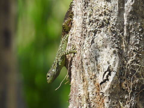 Image of Keeled Whorltail Iguana