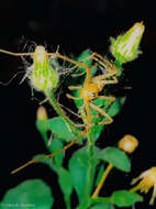 Image of Peucetia cayapa Santos & Brescovit 2003