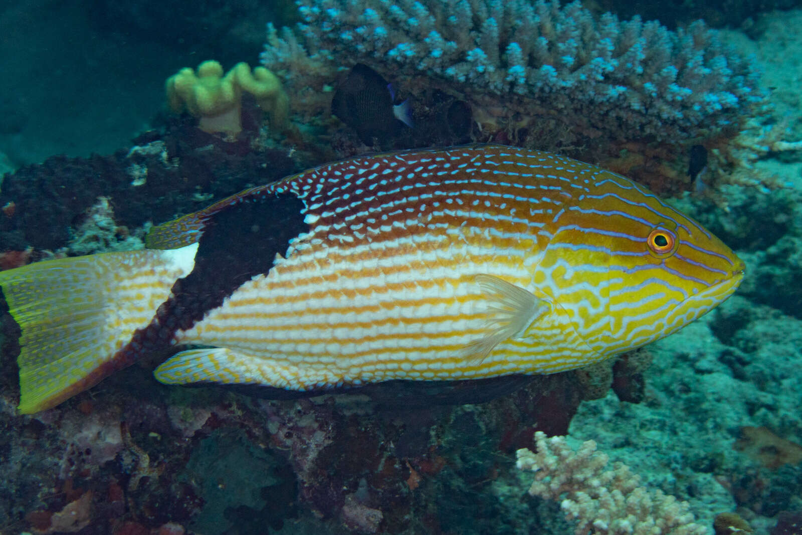 Bodianus loxozonus (Snyder 1908) resmi