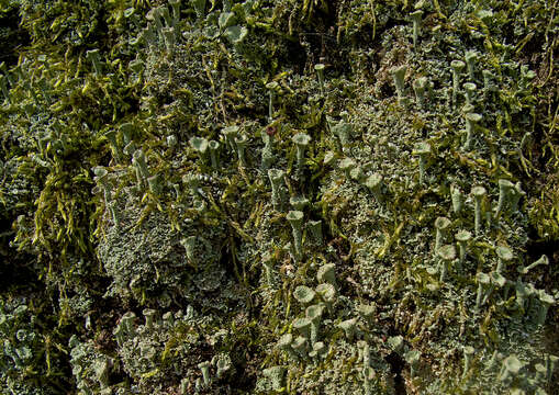 Image of deformed cup lichen