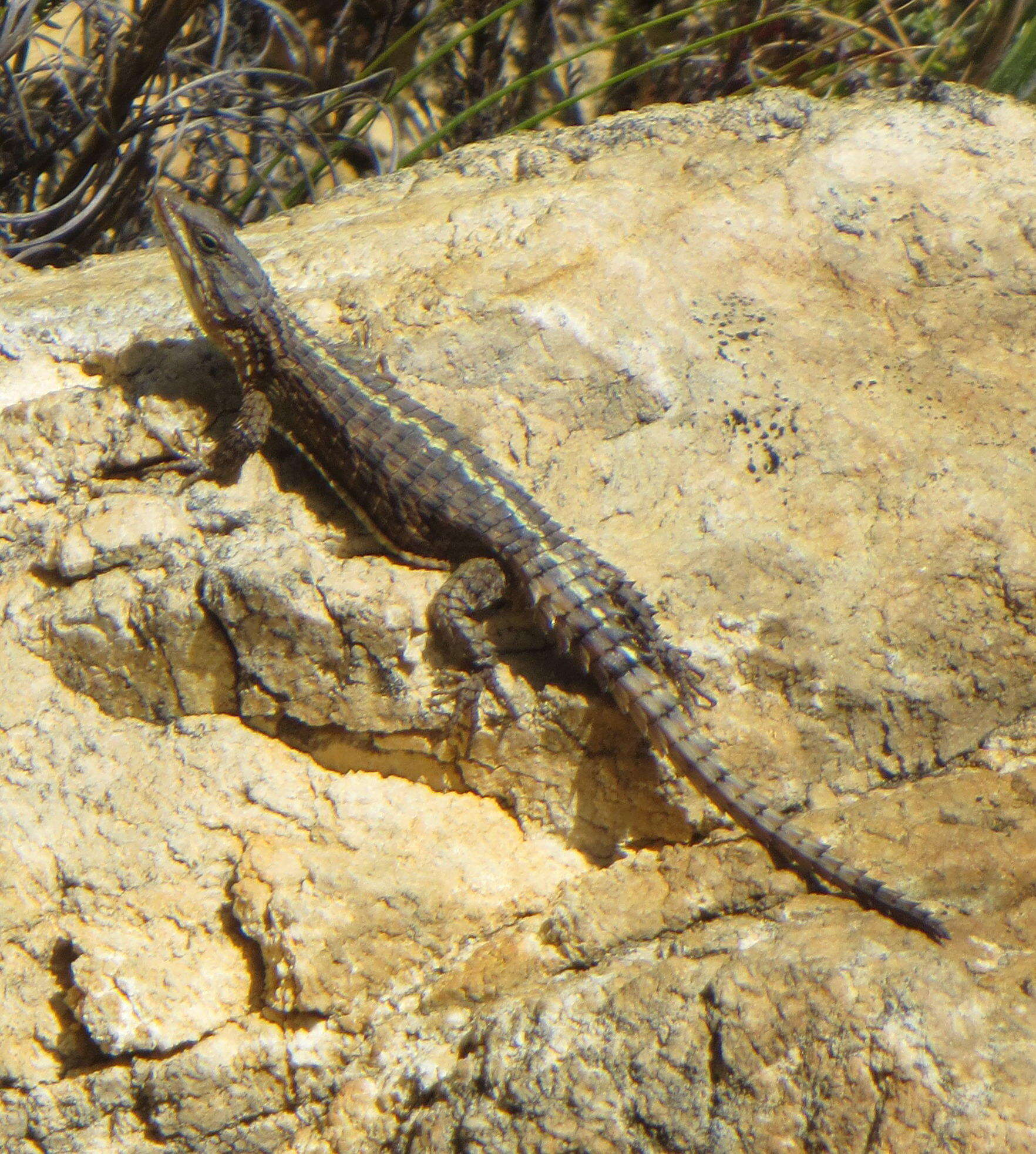 Image of Cape Girdled Lizard