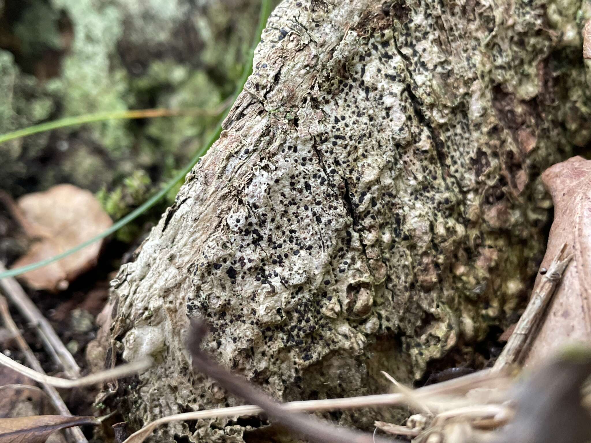 Image of dot lichen