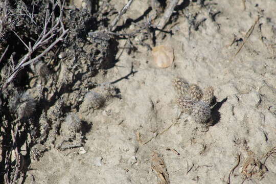 Image of Pterocactus valentini Speg.