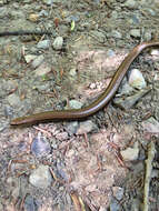 Image of Slow worm