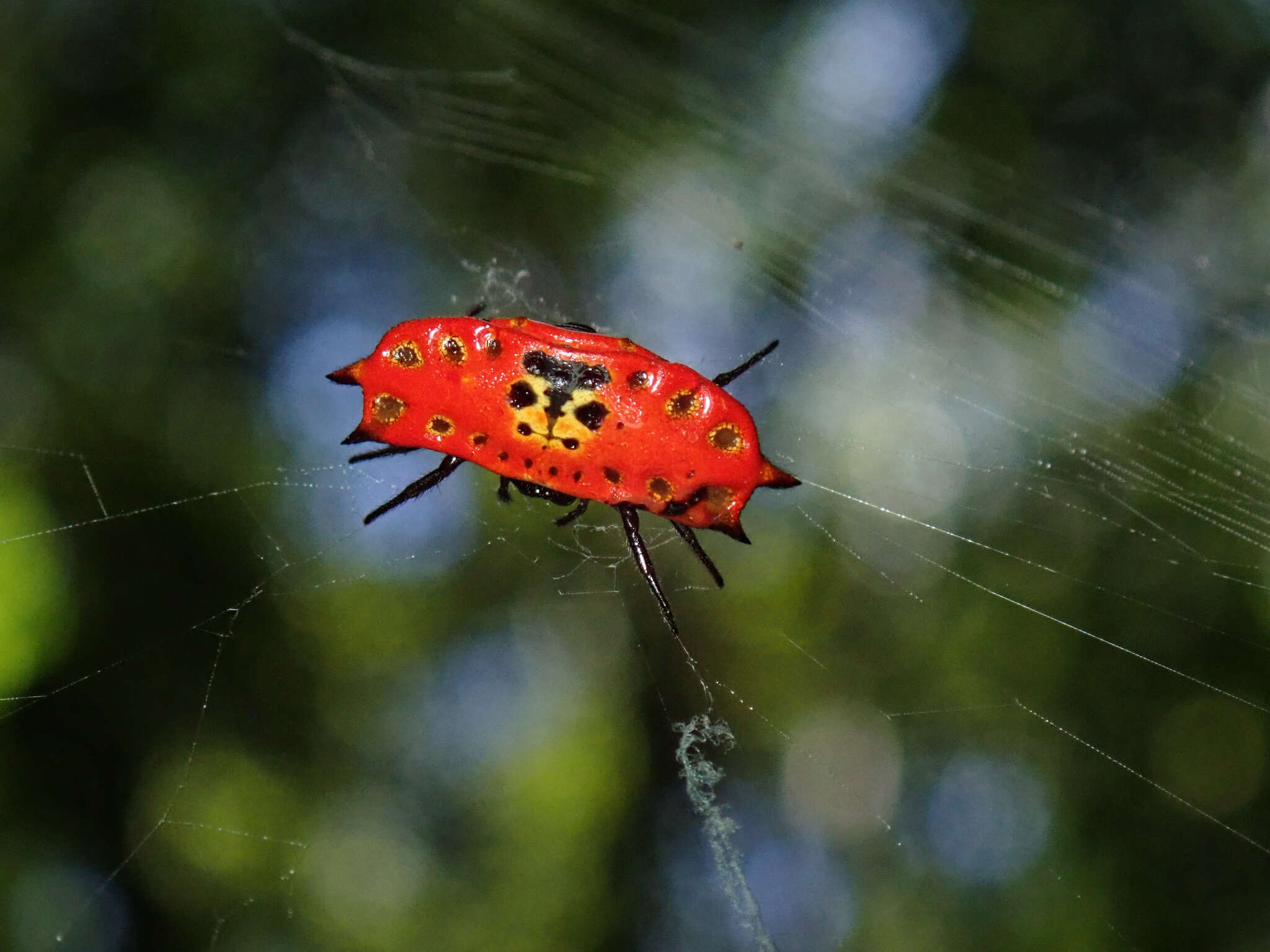 Image of Gasteracantha quadrispinosa O. Pickard-Cambridge 1879