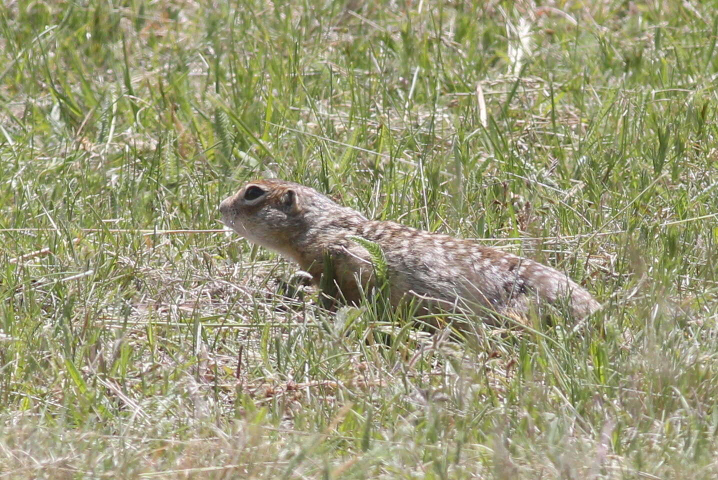 Image of Speckled Ground Squirrel