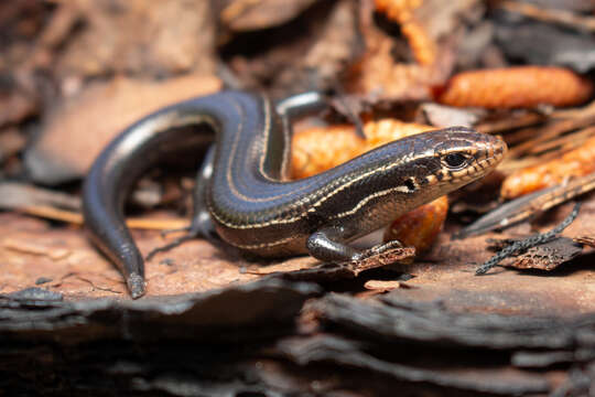 Image of Plestiodon anthracinus pluvialis (Cope 1880)