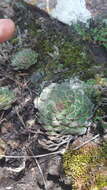 Image of Graptopetalum filiferum (S. Wats.) Whitehead