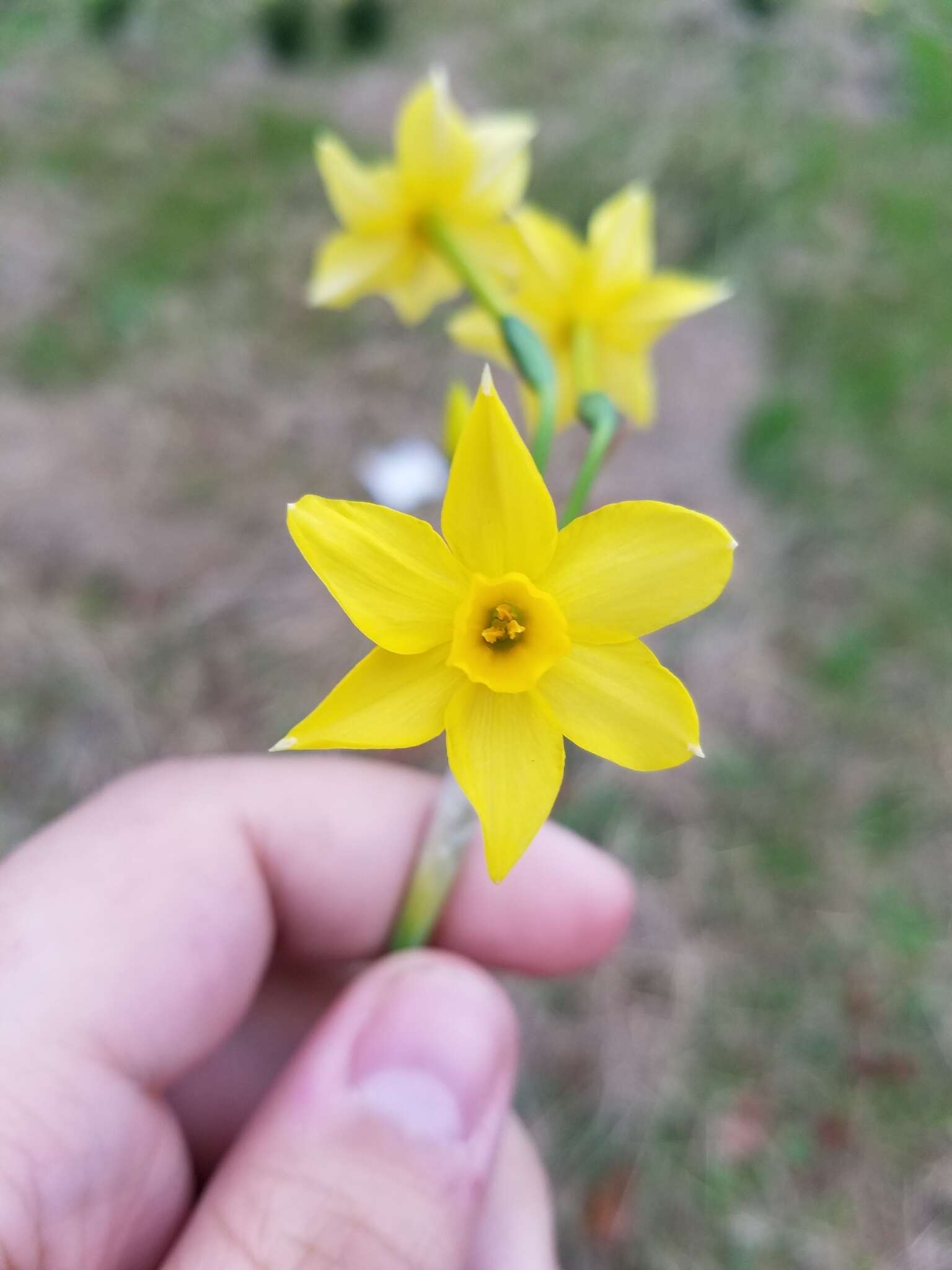 Image de Narcissus compressus Haw.