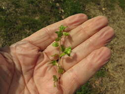 Image of Green field-speedwell