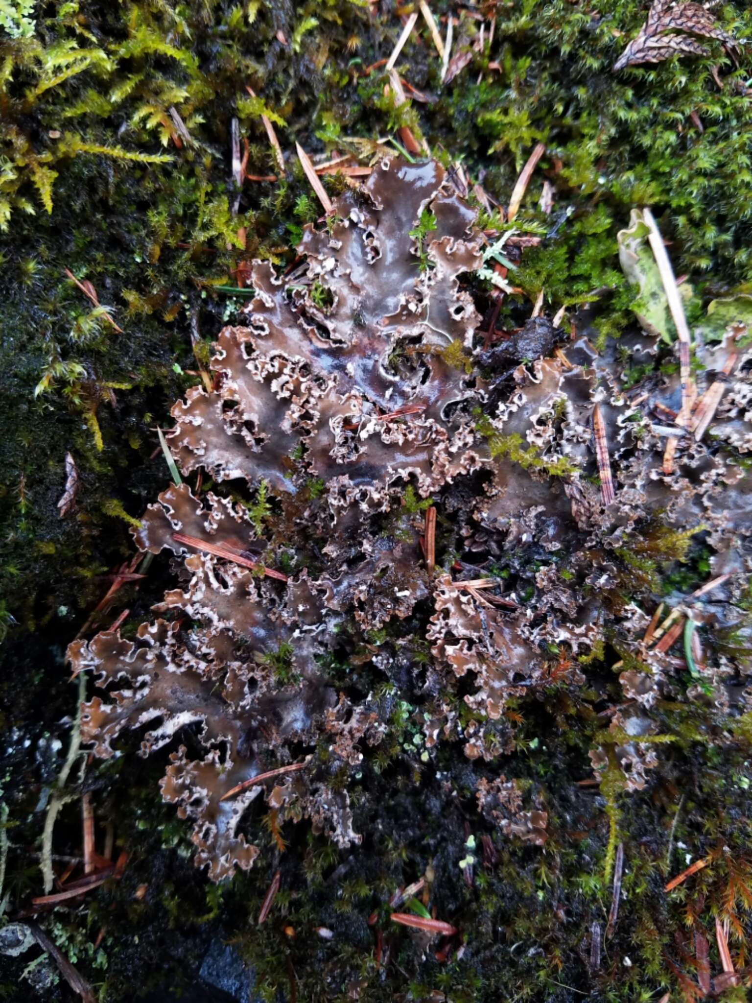 Image of Peltigera pacifica Vitik.