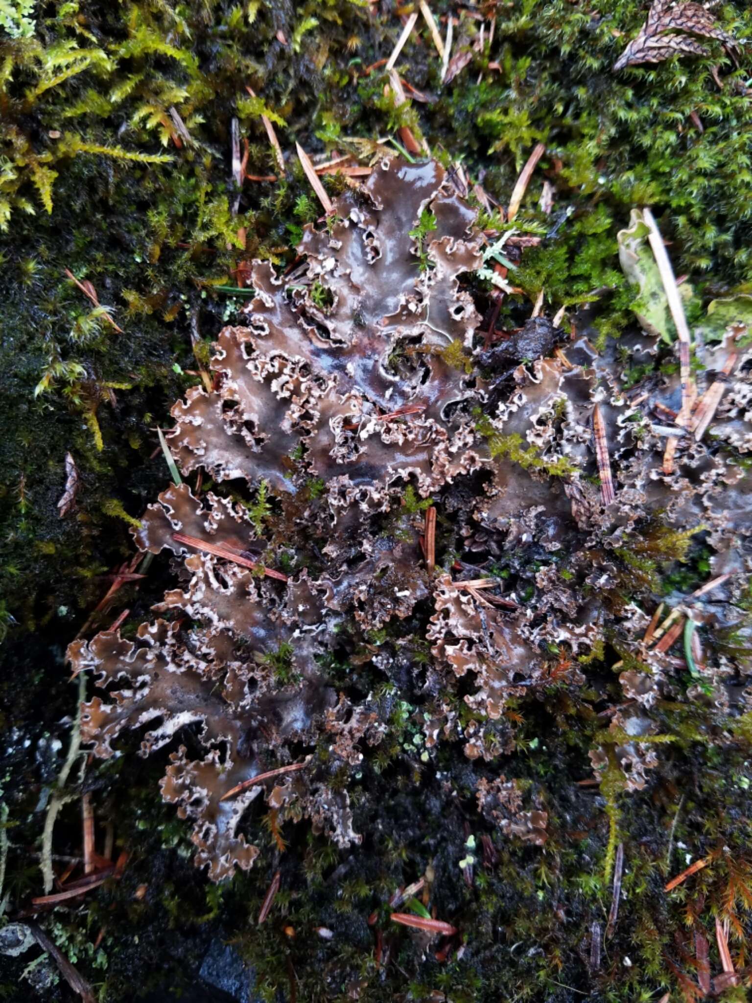 Image of Pacific felt lichen