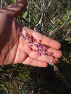 Image of Monnina cuneata A. St.-Hil.
