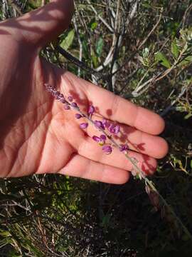 Image of Monnina cuneata A. St.-Hil.