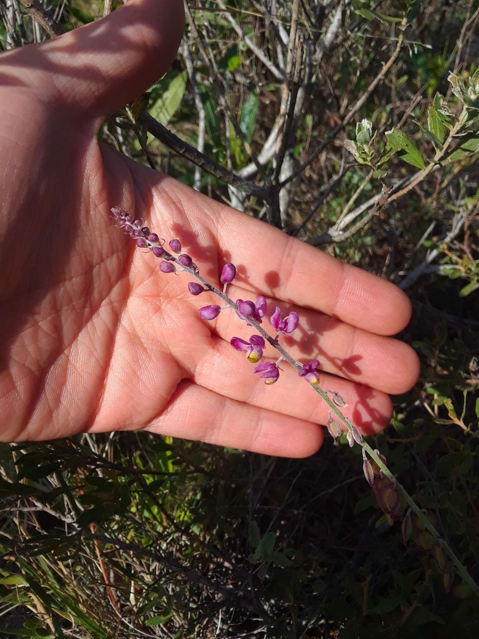 Image of Monnina cuneata A. St.-Hil.