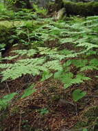 Image of Dryopteris amurensis (Milde) Christ