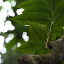Image of Syzygium borneense (Miq.) Miq.