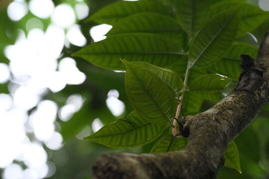 Syzygium borneense (Miq.) Miq. resmi