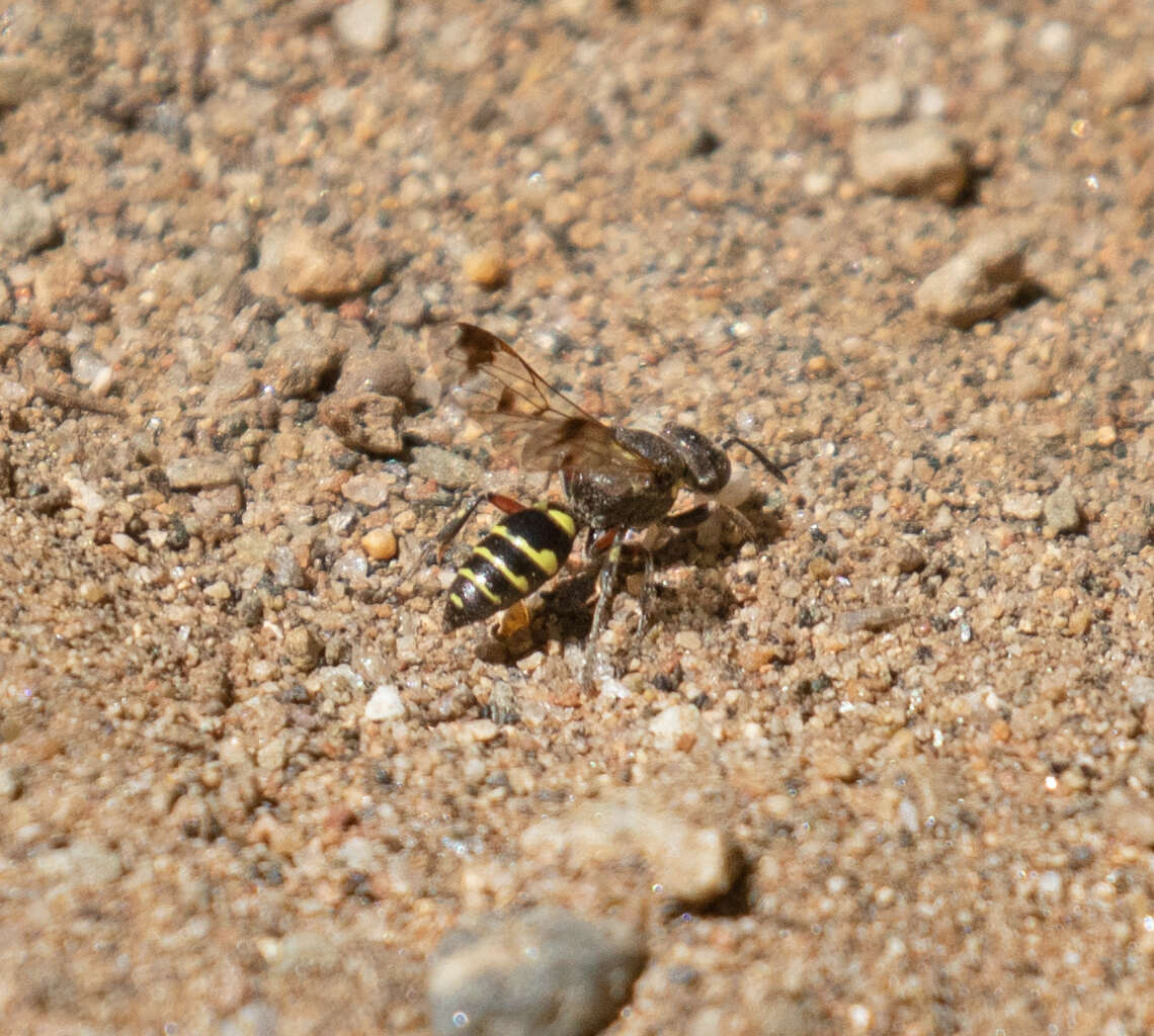 Image of Hoplisoides hamatus (Handlirsch 1888)