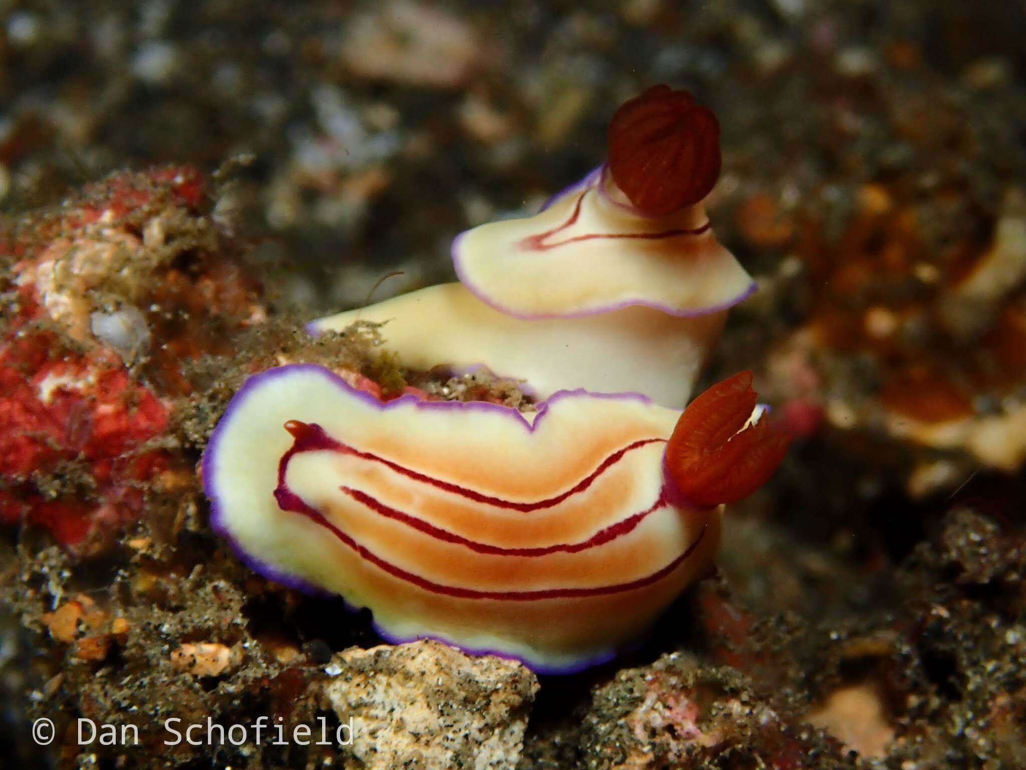 Plancia ëd Hypselodoris emma Rudman 1977