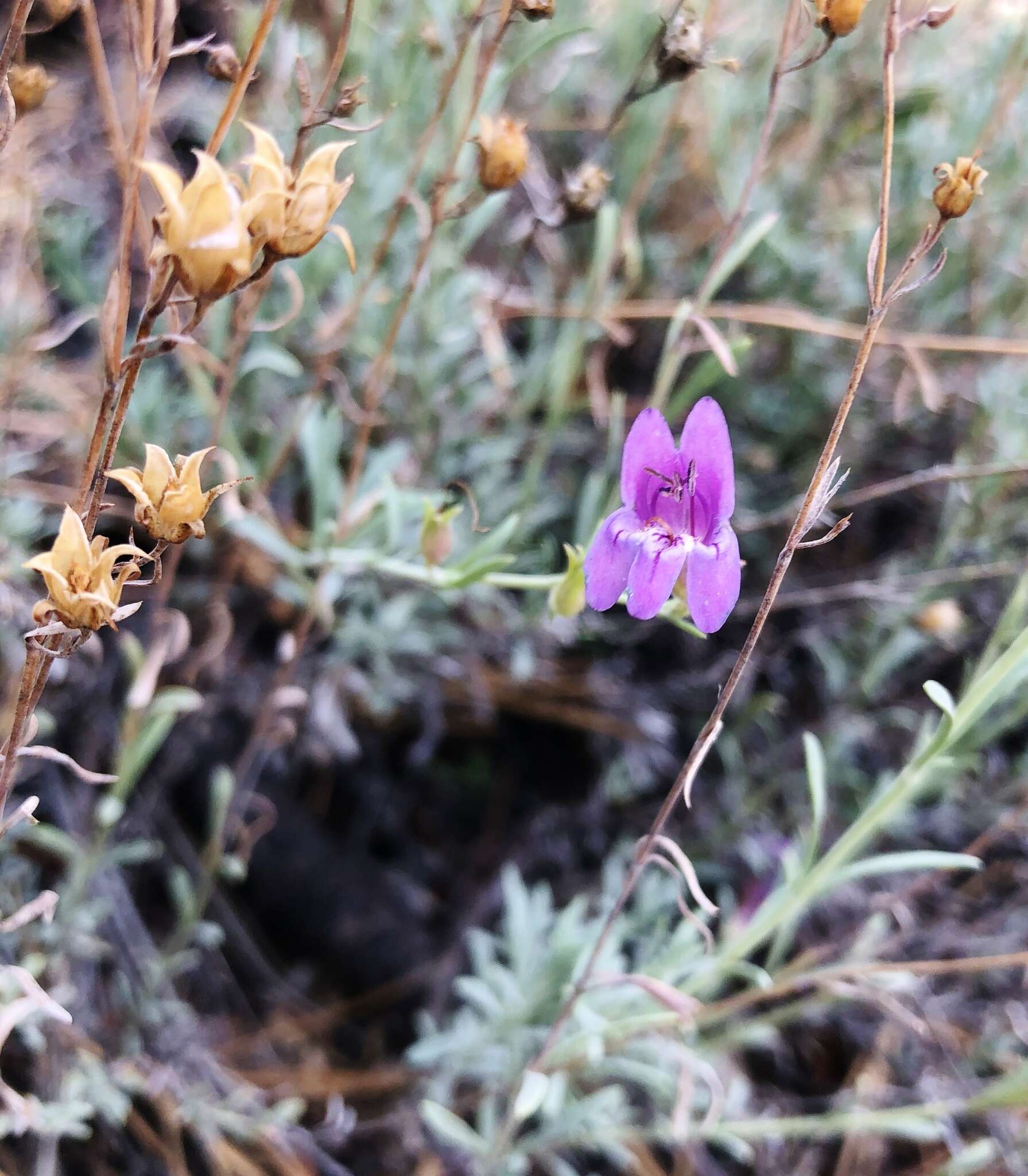 Image of California penstemon